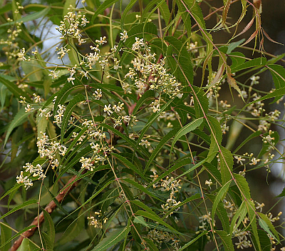 AZADIRACHTA INDICA